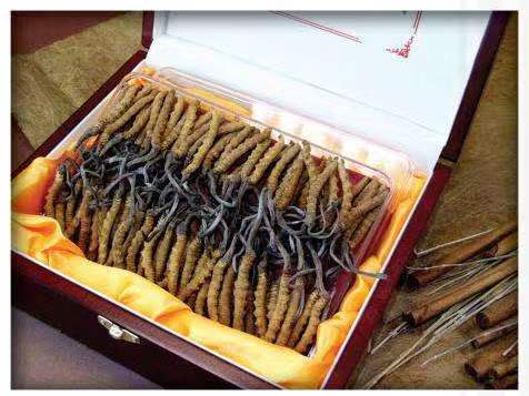 元门乡冬虫夏草回收